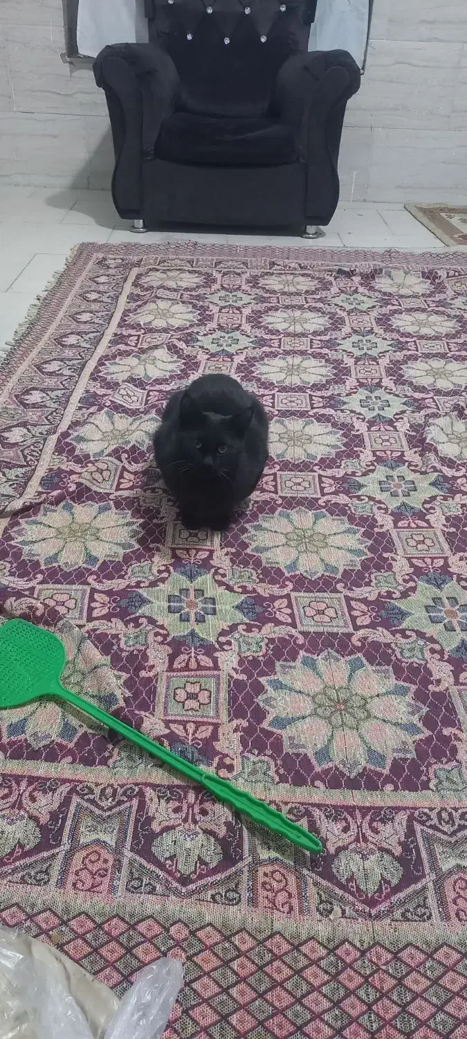 واگذاری گربه ژاپنی|گربه|نیشابور, گنبد سبز|دیوار