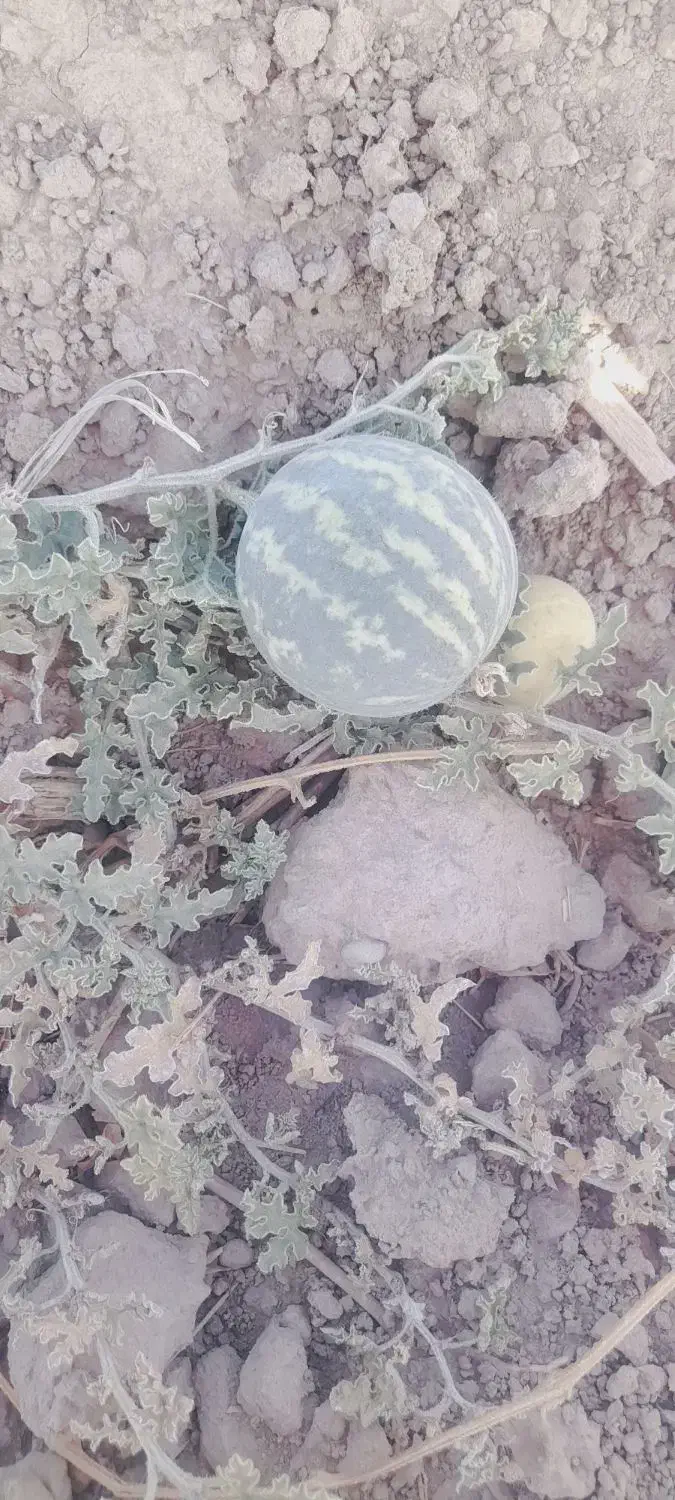 هندوانه ابوجهل|خوردنی و آشامیدنی|ارزوئیه, |دیوار