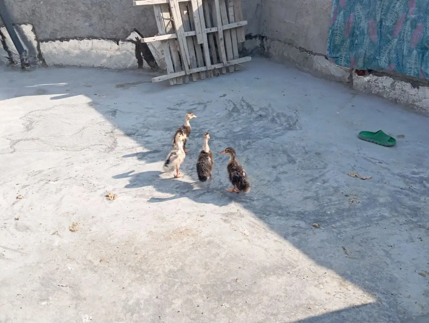 اردک 2ماهه|حیوانات مزرعه|آبپخش, |دیوار