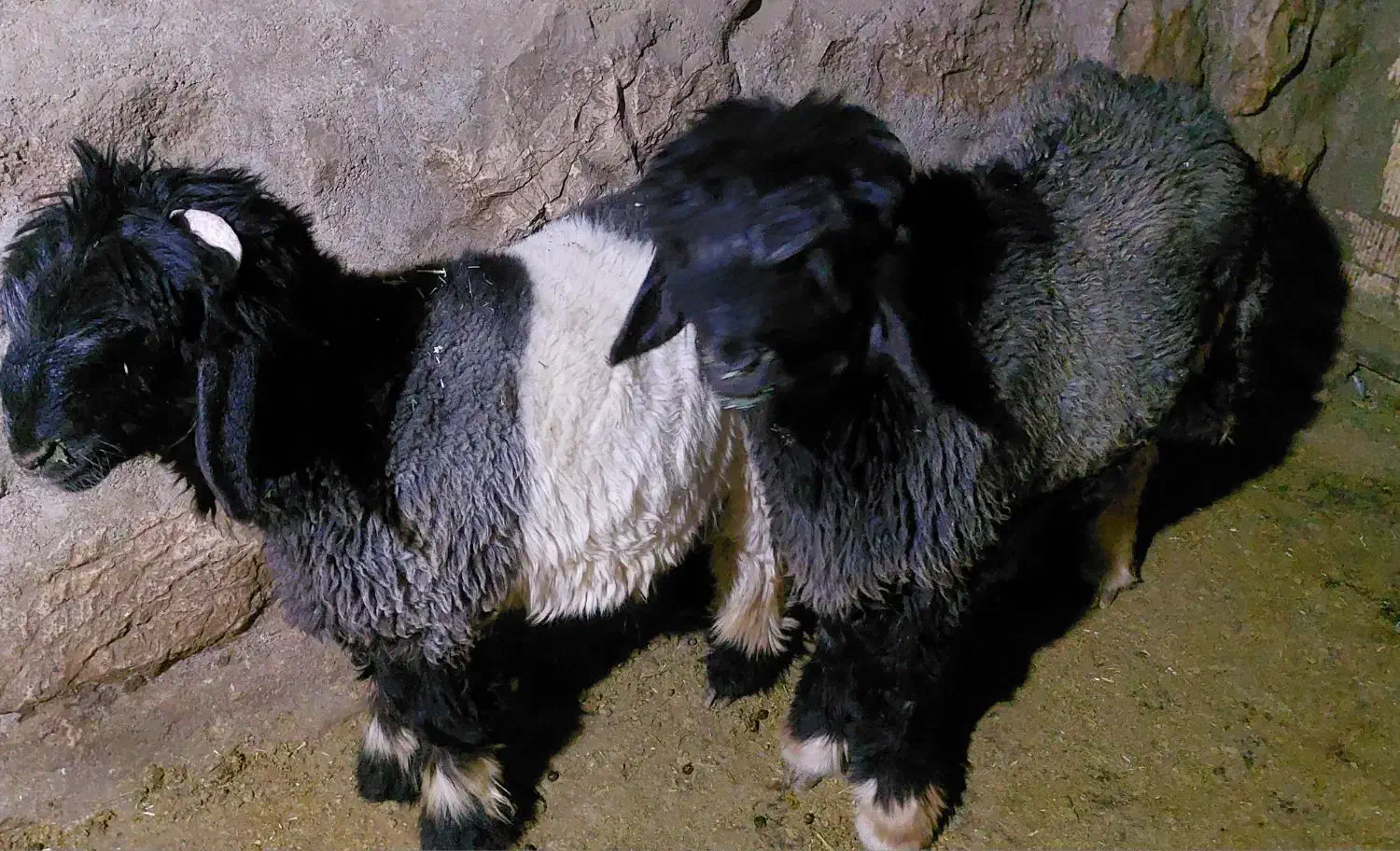 بره داشتی کله زنگی|حیوانات مزرعه|کوهرنگ, |دیوار