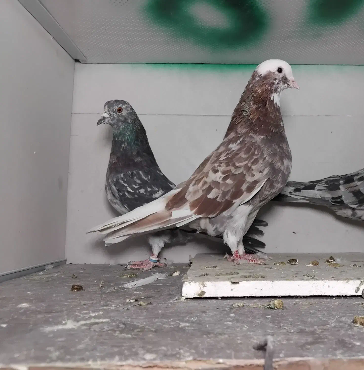 کبوترهماوسرور نر|پرنده|ری, شهرک نظامی|دیوار