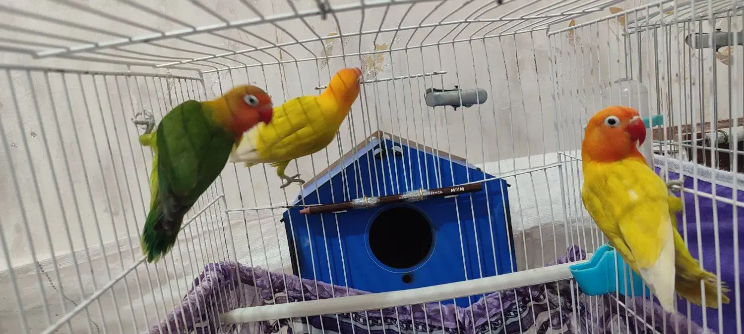 طوطک برزیلی(فیشر)|پرنده|مرند, |دیوار