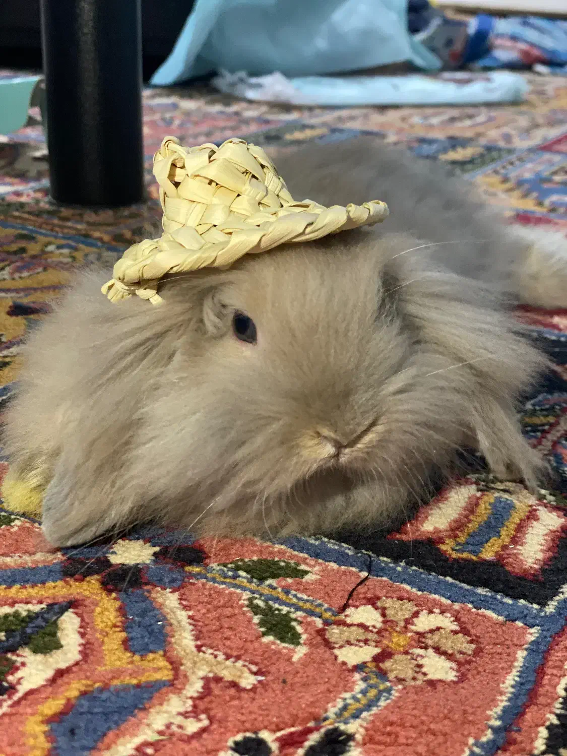 خرگوش ترکیش|موش و خرگوش|قم, چهل اختران|دیوار