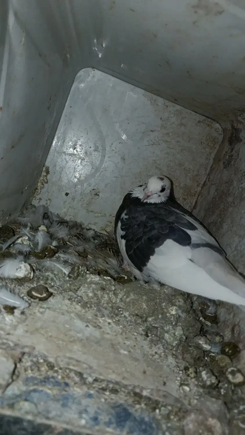 کبوتر‌ بازیکن|پرنده|اردل, |دیوار