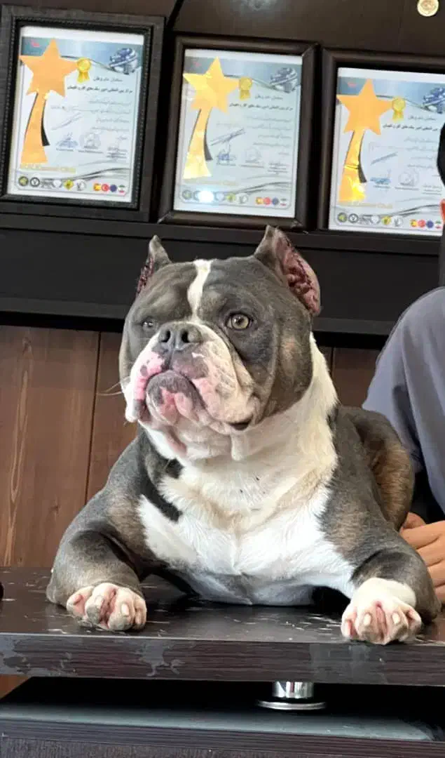 سگ بولی|سگ|تهران, تهرانپارس شرقی|دیوار