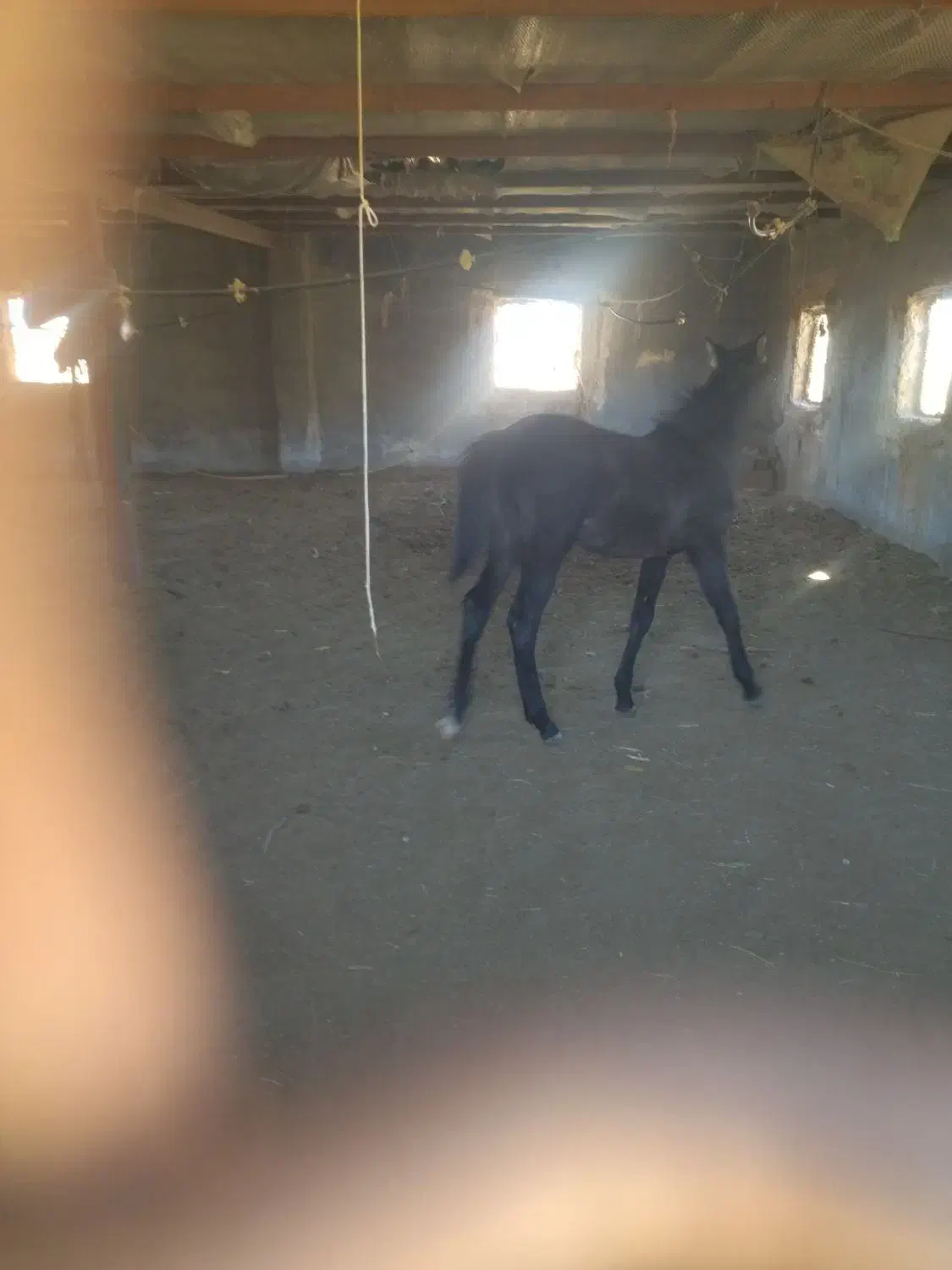 کره اسب فروشی|اسب و تجهیزات اسب‌سواری|تربت جام, جلگه موسی آباد|دیوار