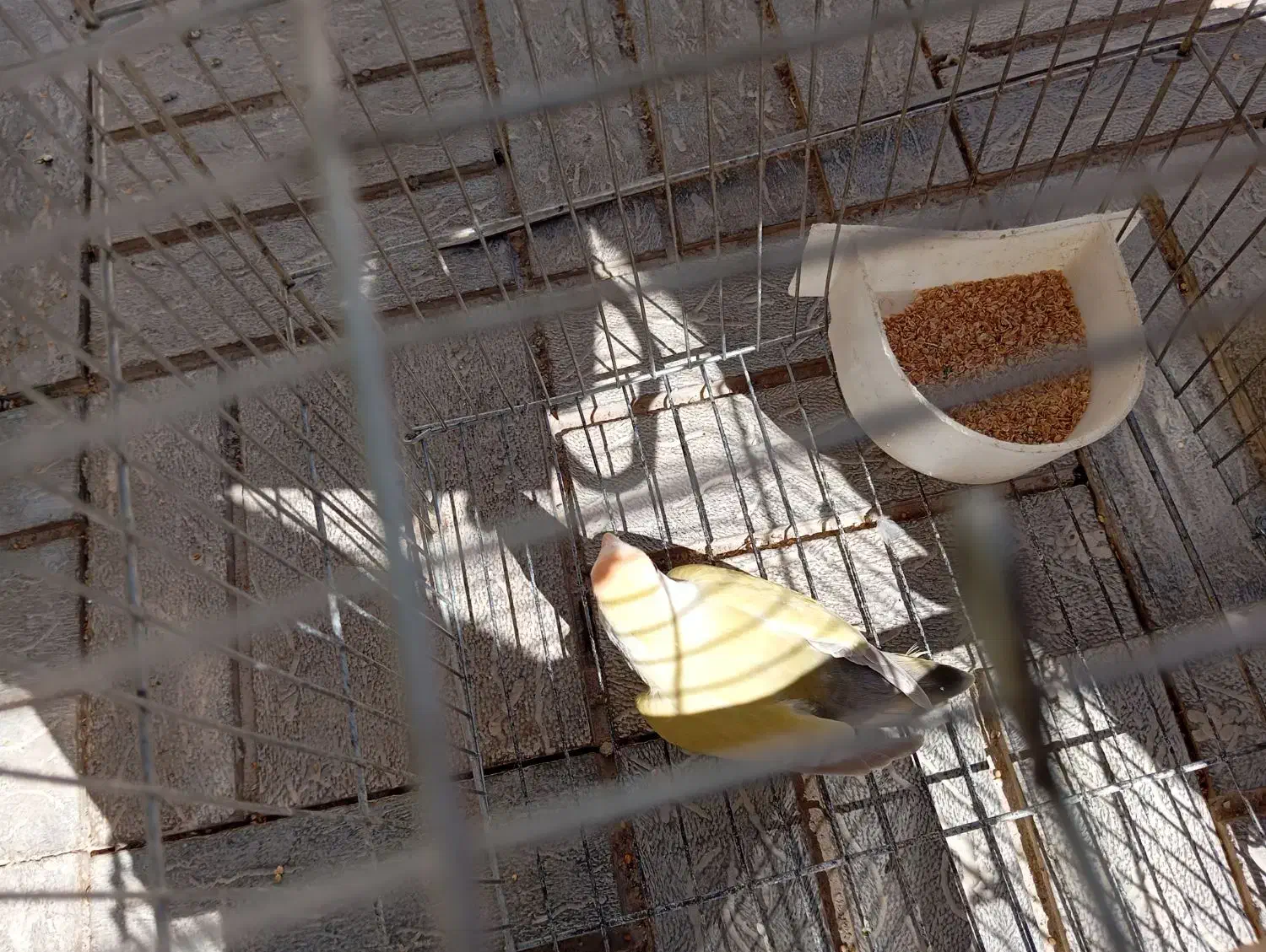 طوطی،کتوله برزیلی ،مرغ عشق|پرنده|یاسوج, |دیوار