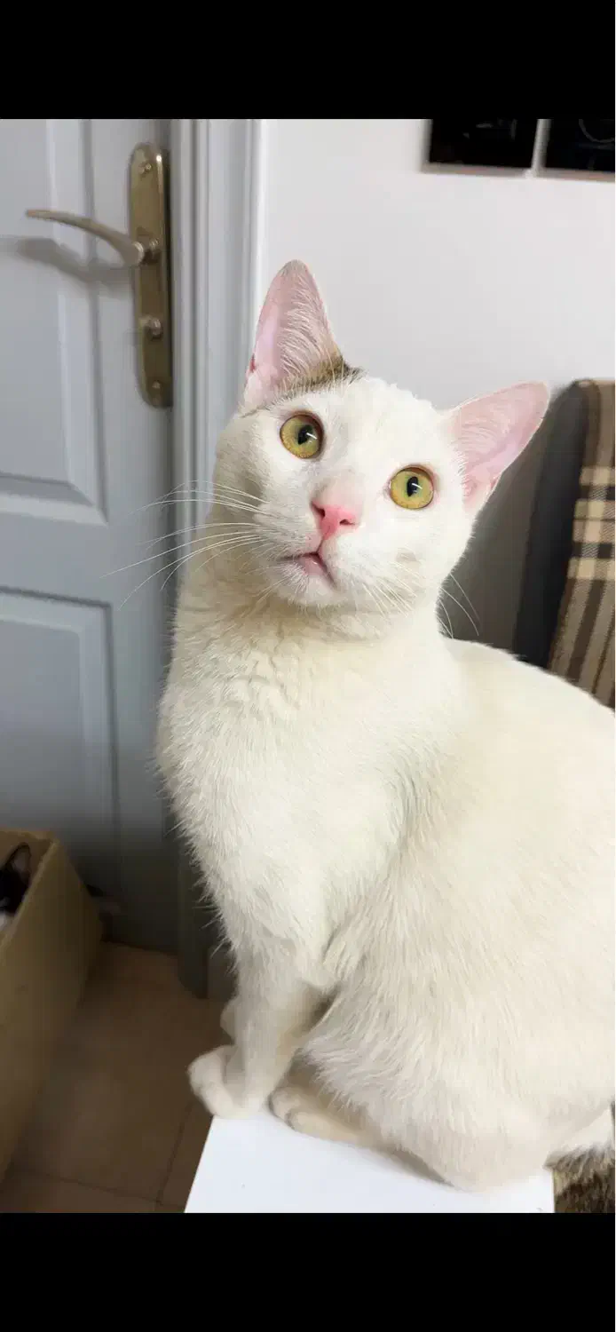 گربه سخنگو|گربه|گرگان, |دیوار