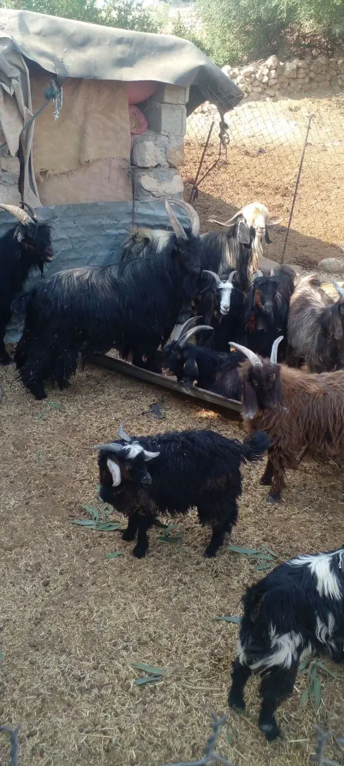 تی بز چپش پازن|حیوانات مزرعه|اندیمشک, |دیوار