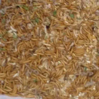 میلورم|خزنده|بیرجند, |دیوار