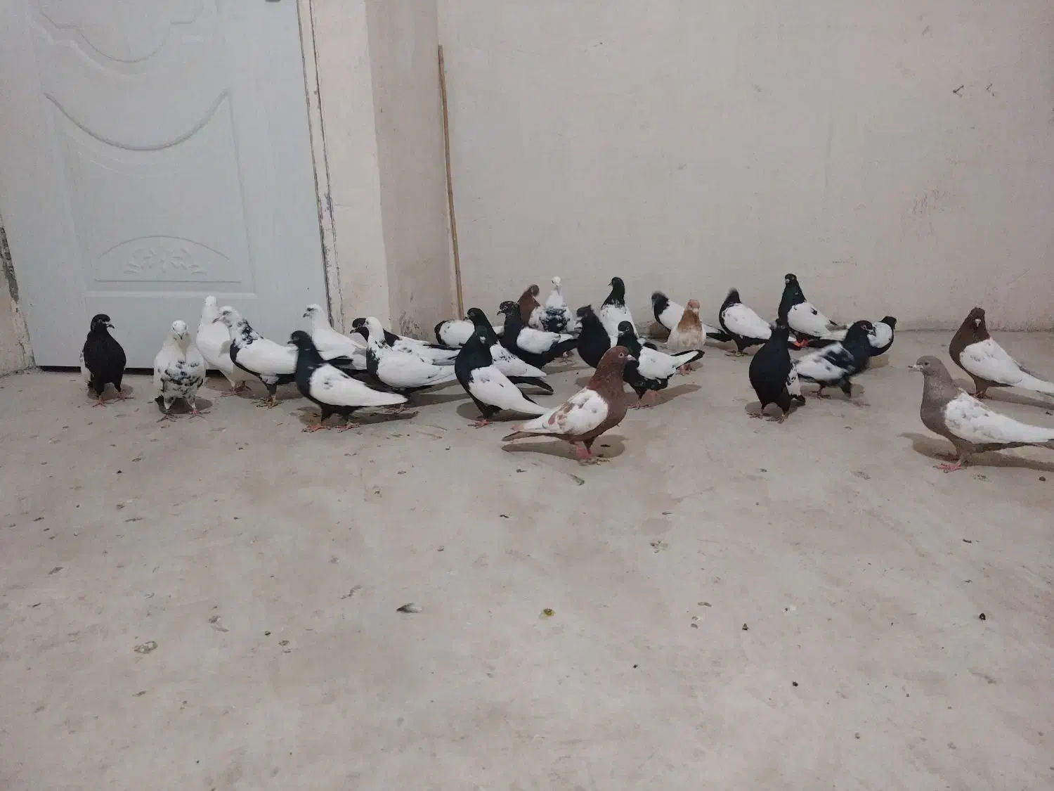 کبوتر|پرنده|سنندج, |دیوار