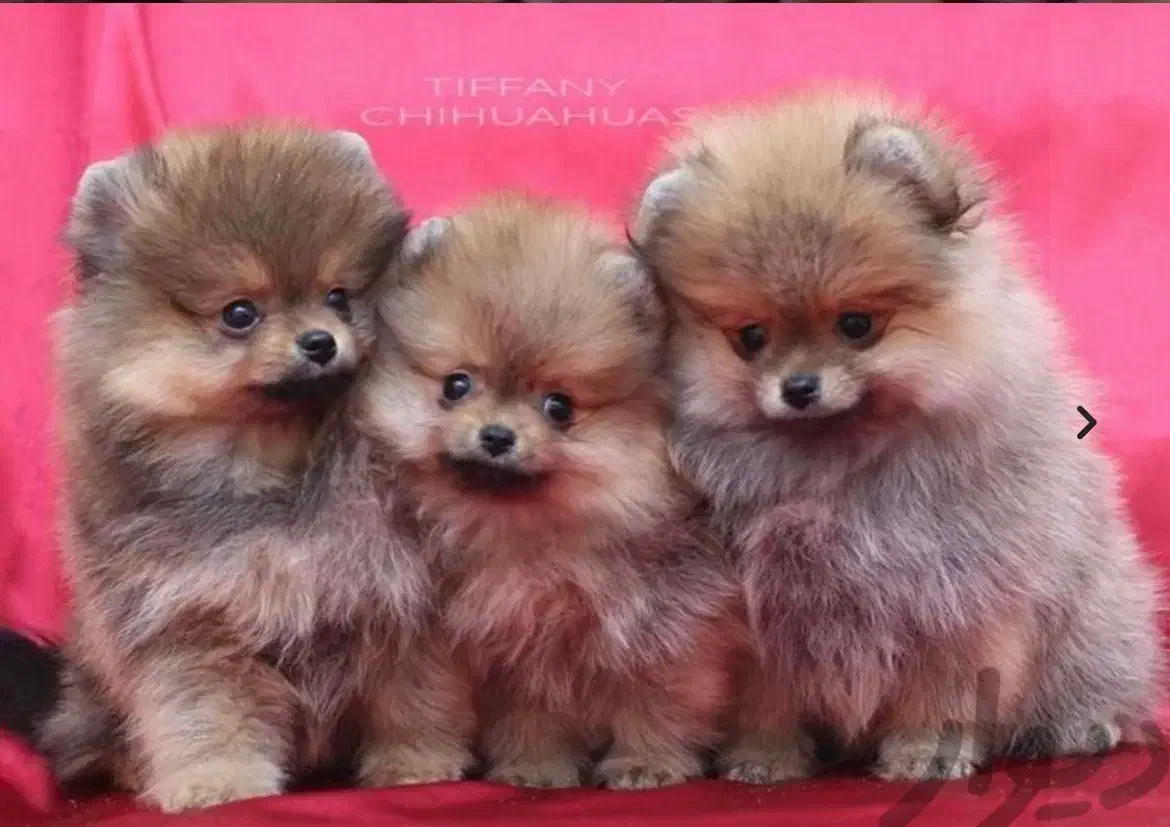 توله سگای پامرانین عروسکی|سگ|شیراز, ارم|دیوار