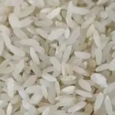 برنج چمپه|خوردنی و آشامیدنی|یاسوج, |دیوار