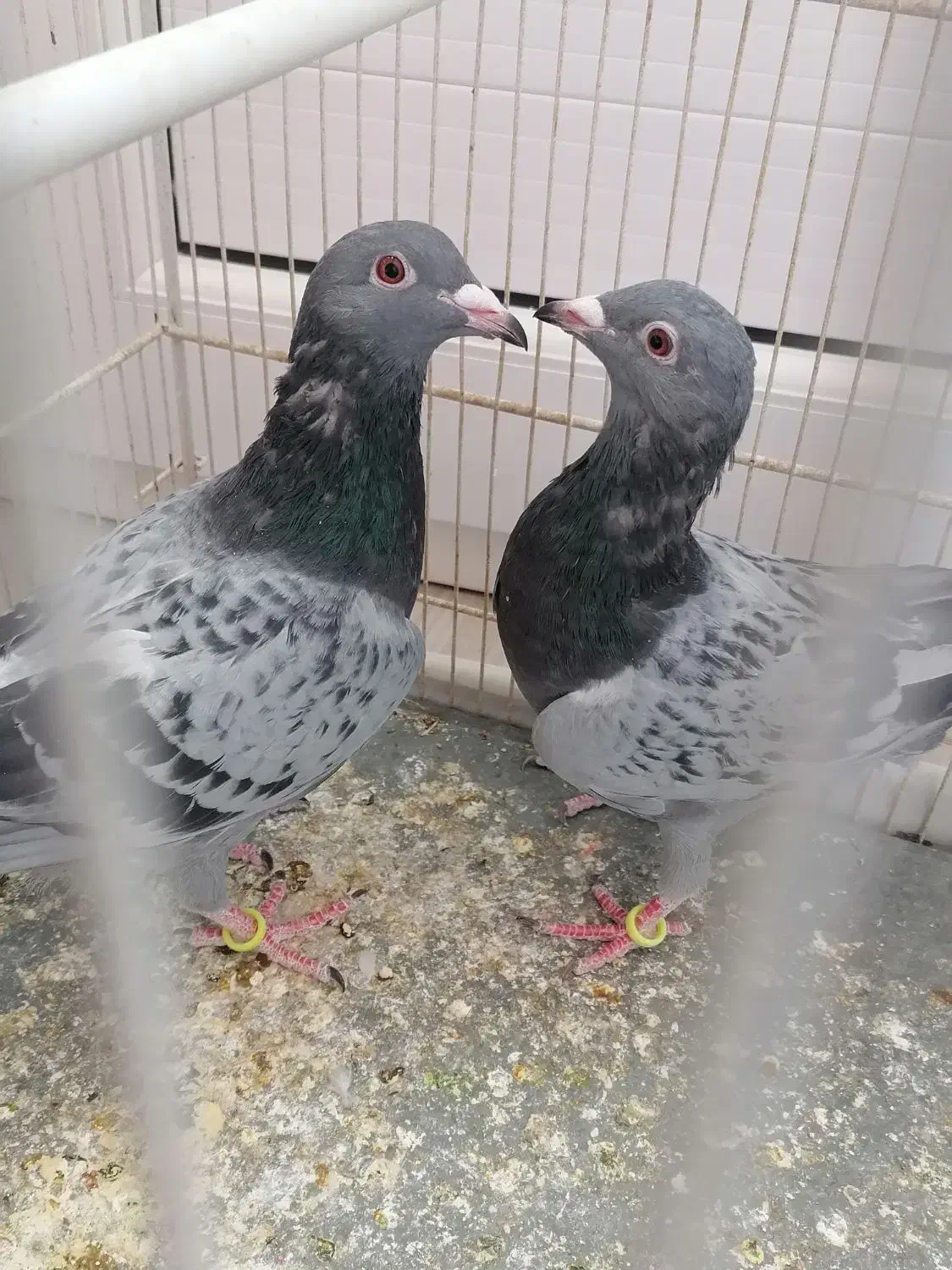 کبوتر|پرنده|سبزوار, جوادیه شرقی|دیوار