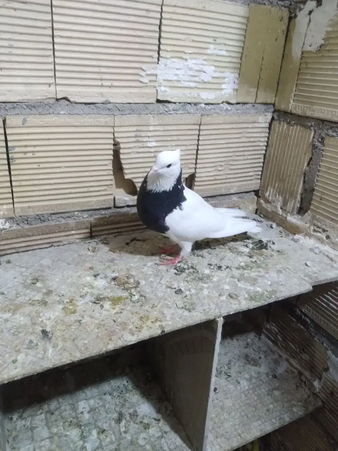 کبوتر طوقی سیاه نردرجه یک|پرنده|الشتر, |دیوار