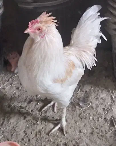 خروس گلین اصیل|حیوانات مزرعه|شهریار, شهرک بهاران (ویره)|دیوار