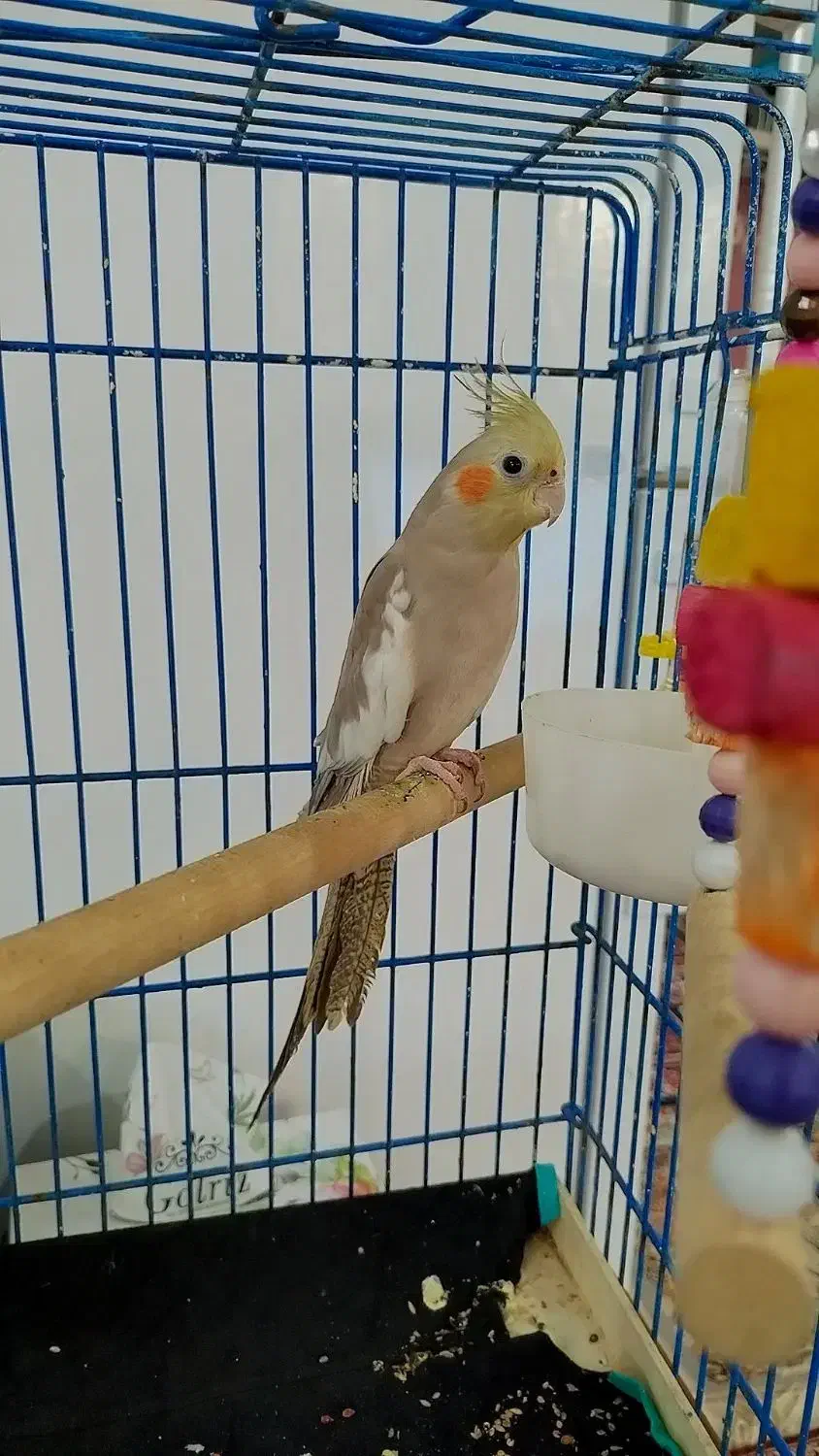 عروس هلندی نر دون خور|پرنده|کلاچای, |دیوار