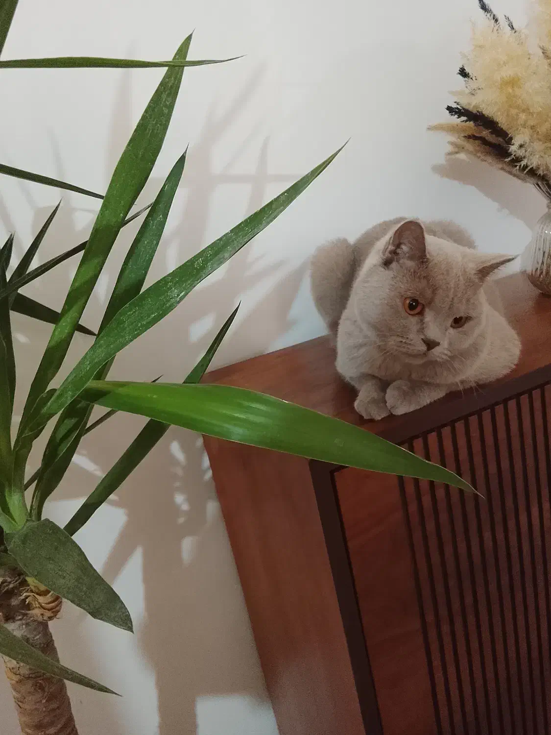 حیوان خانگی|گربه|کرمان, |دیوار