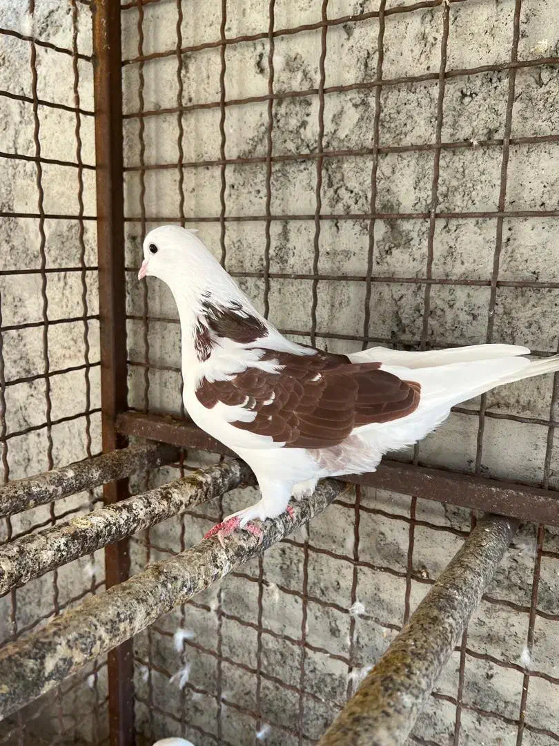 کبوتر تهرانی|پرنده|بندرعباس, |دیوار