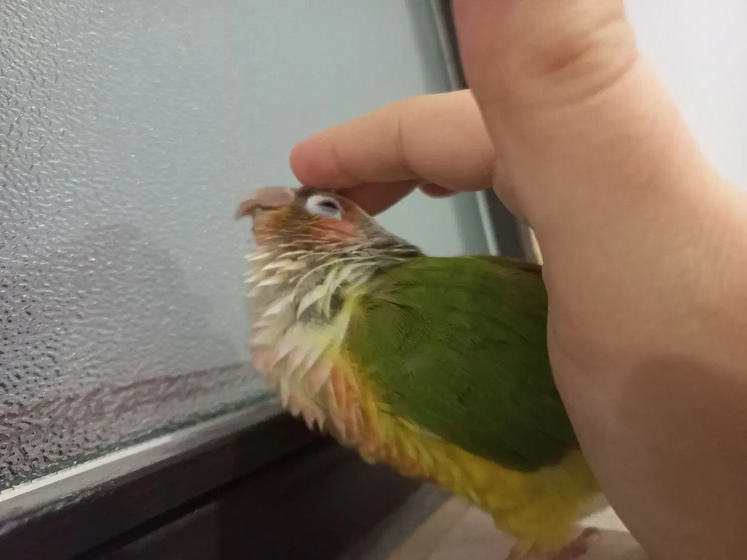 طوطی گرینچیک سخنگو بیش از ۱۰کلمه. رام چلوندنی دستی|پرنده|اردبیل, |دیوار