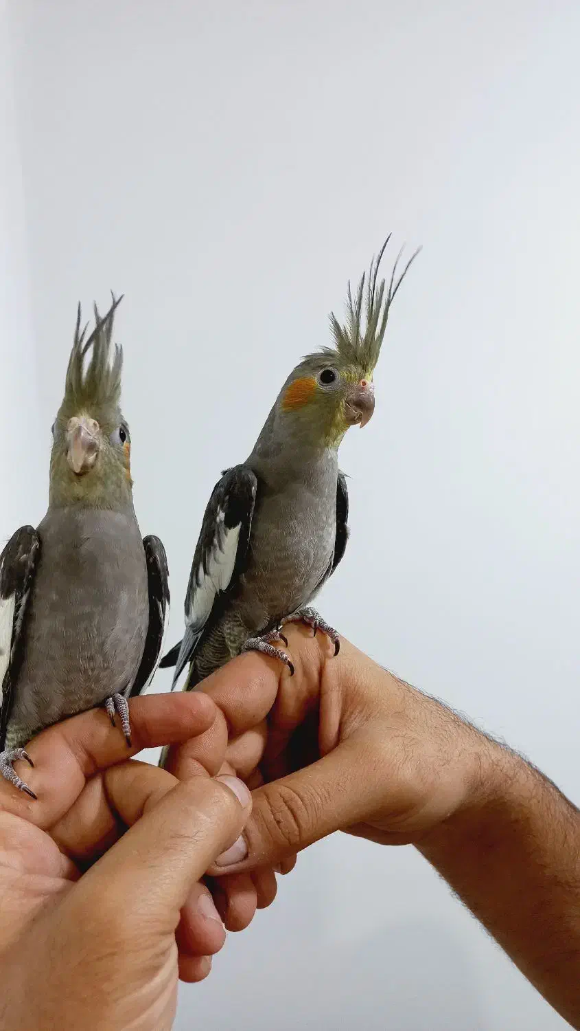 طوطی عروس هلندی سینامون|پرنده|شوشتر, |دیوار