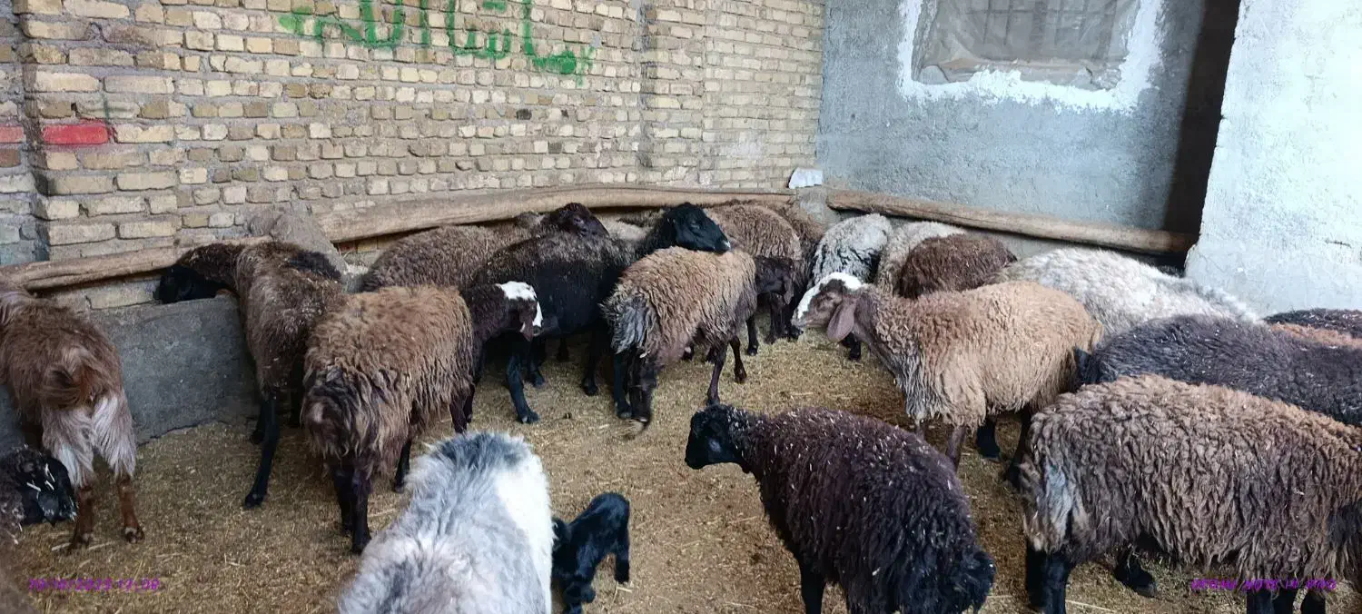 چاق شده|حیوانات مزرعه|محمدیه-قزوین, |دیوار