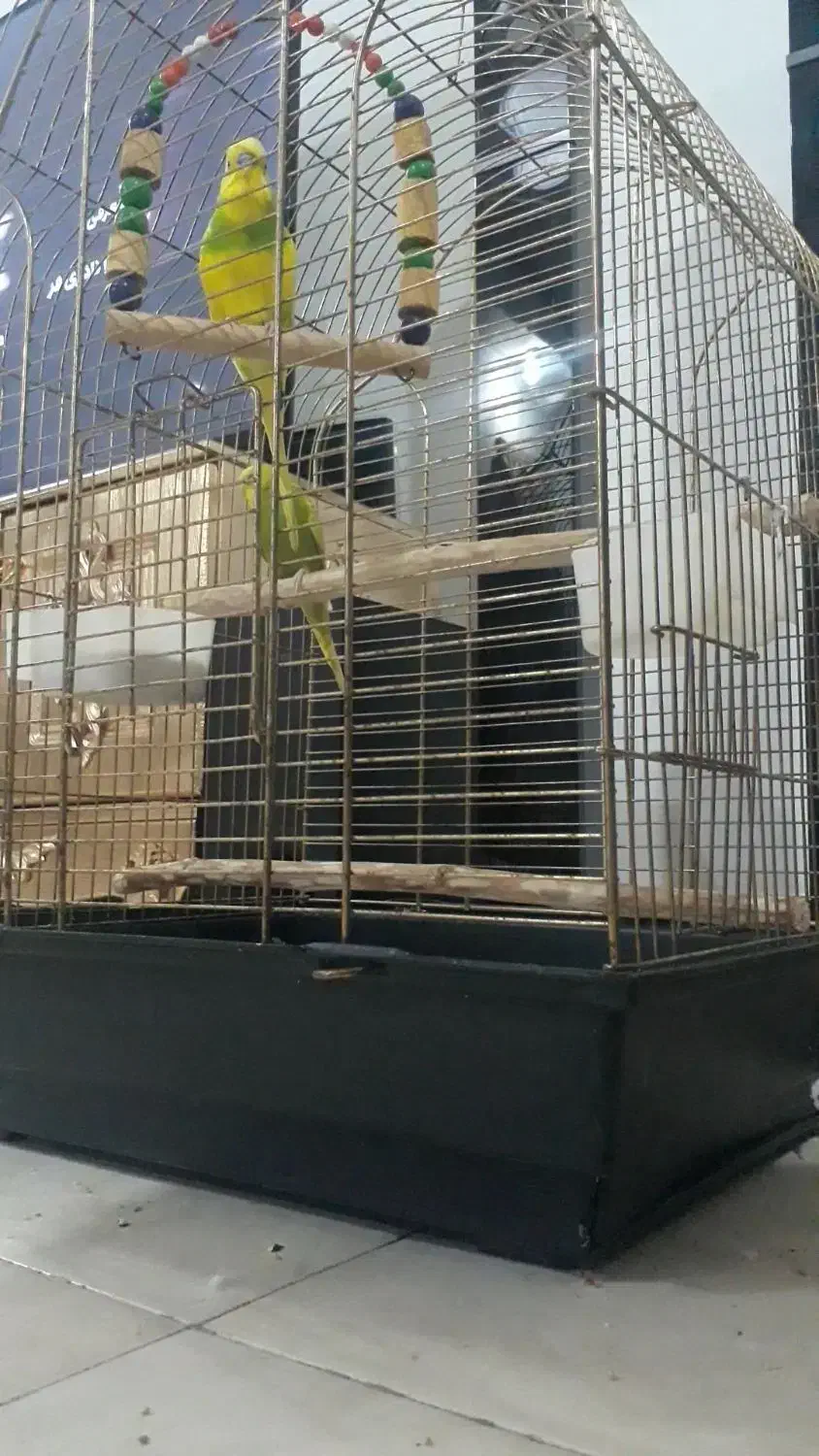 مرغ عشق رام سخنگو|پرنده|رشت, بازار|دیوار