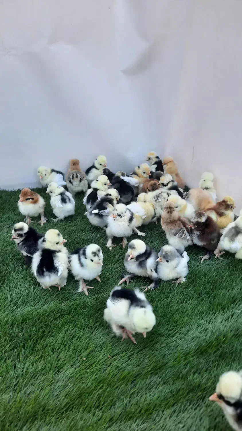 جوجه مرغ زینتی در چند نمونه|حیوانات مزرعه|خمینیشهر, |دیوار