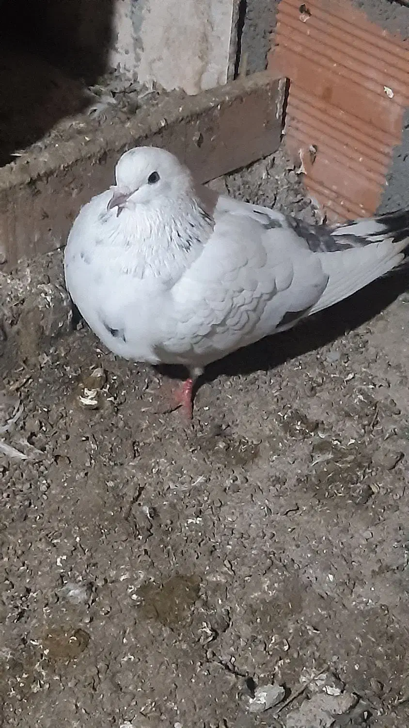 گمشده نر|حیوانات|سیمین شهر, |دیوار