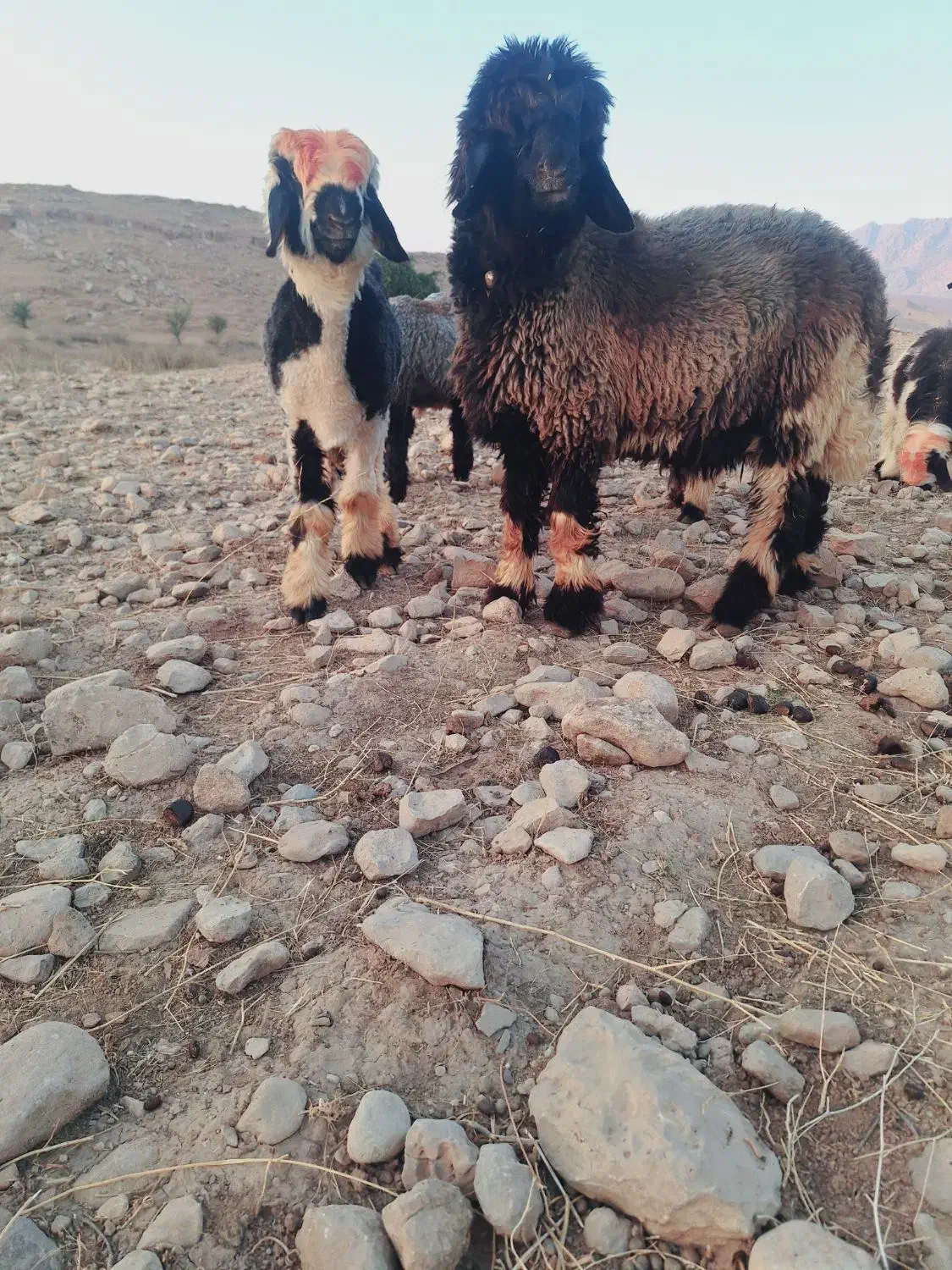 بره قوچی|حیوانات مزرعه|لالی, |دیوار