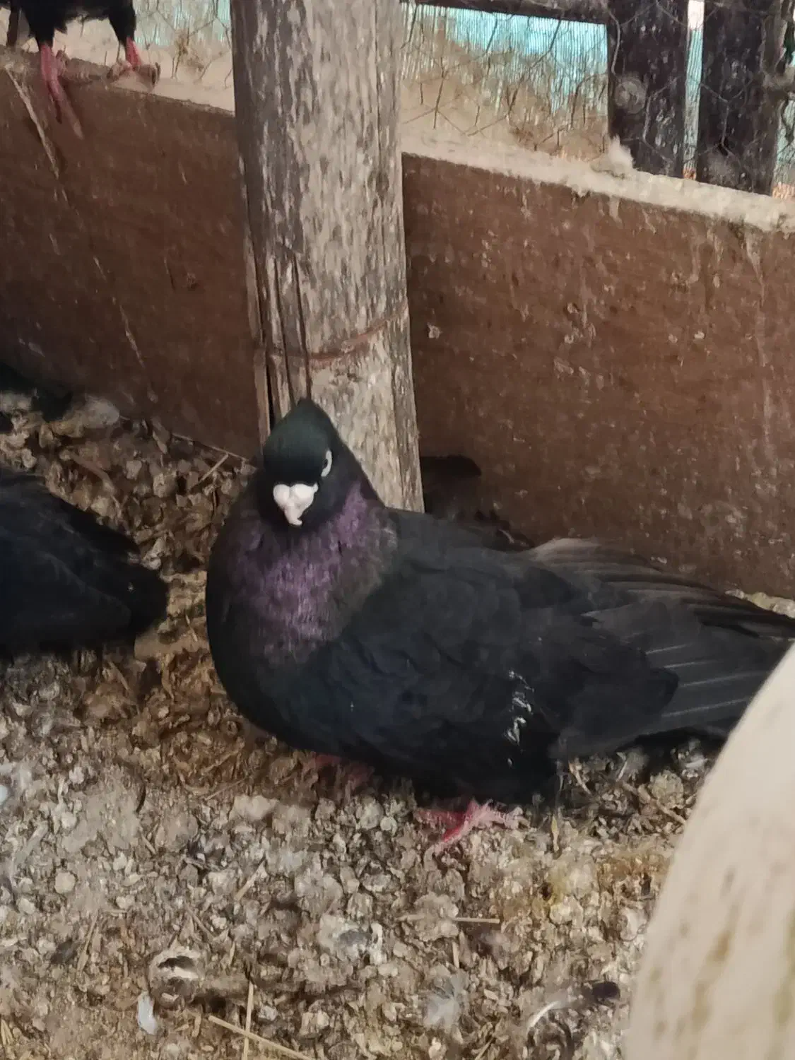 کبوتر صرب|پرنده|اصفهان, باغ زرشک|دیوار