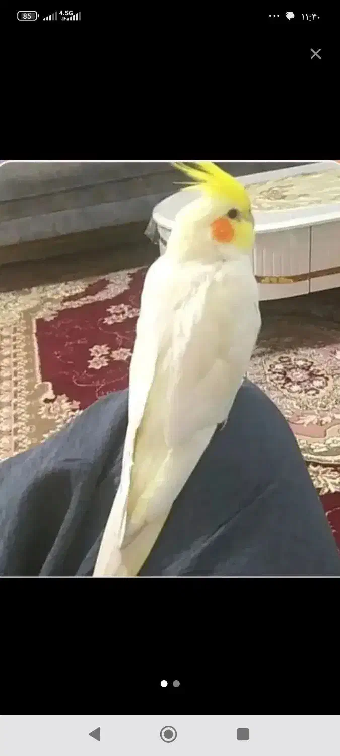 عروس هلندی گم شده اسلامشهر شهرک توحید|پرنده|اسلامشهر, شهرک توحید|دیوار