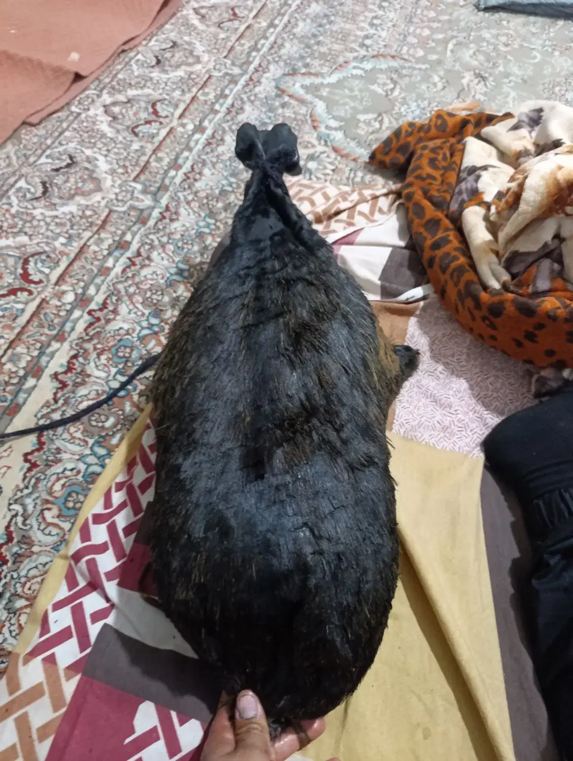 هیزه|ظروف نگهدارنده، پلاستیکی، یکبارمصرف|کوهدشت, |دیوار