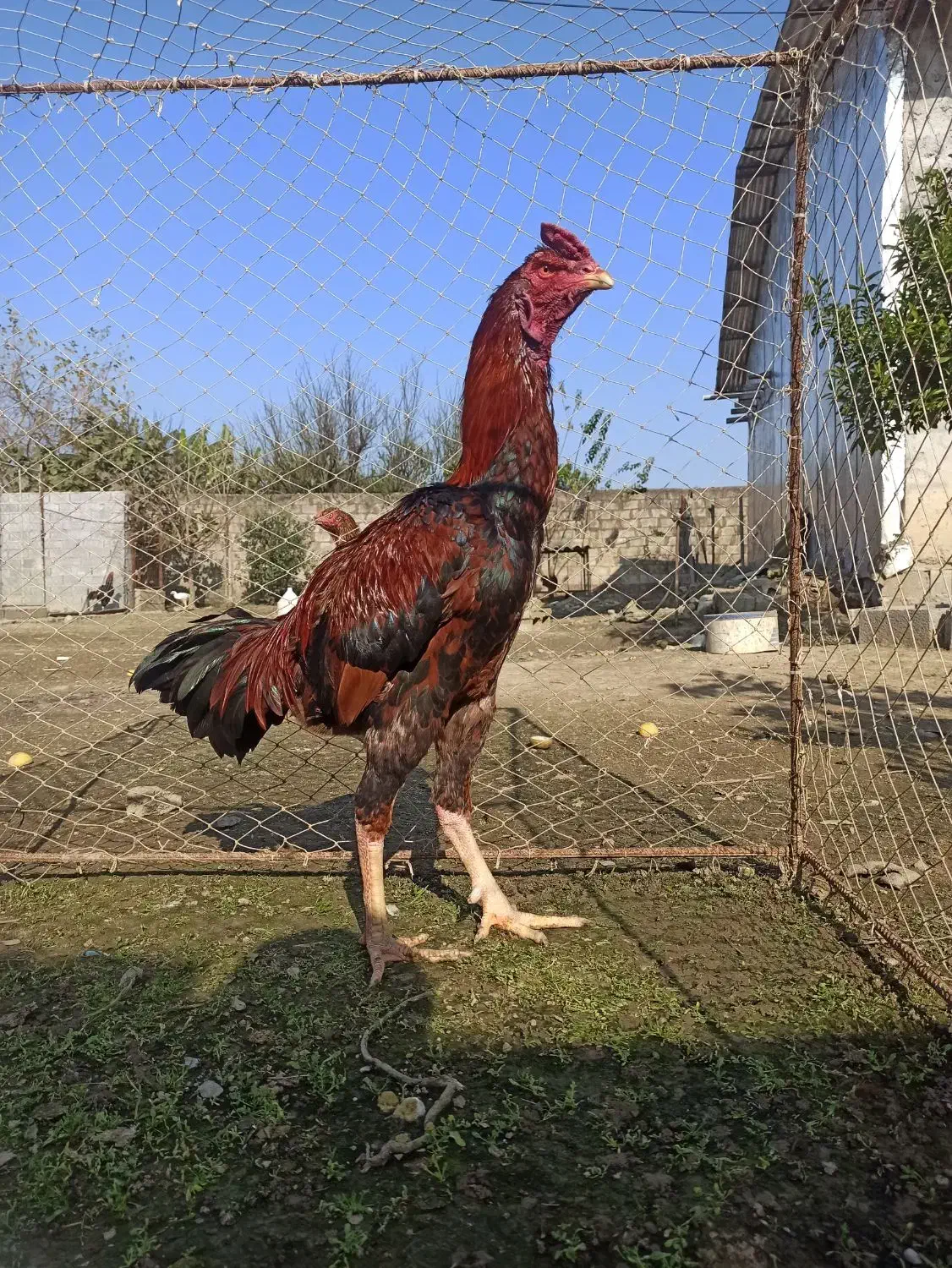 خروس لاری|حیوانات مزرعه|بابلسر, |دیوار