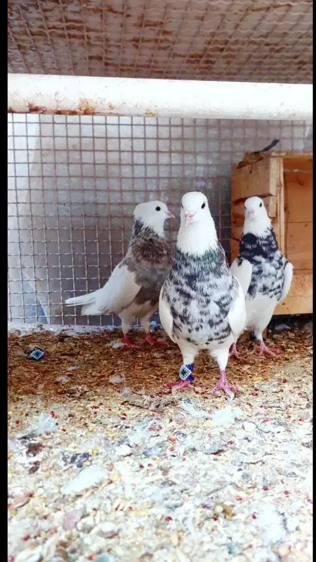 کبوتر|پرنده|کرمان, |دیوار