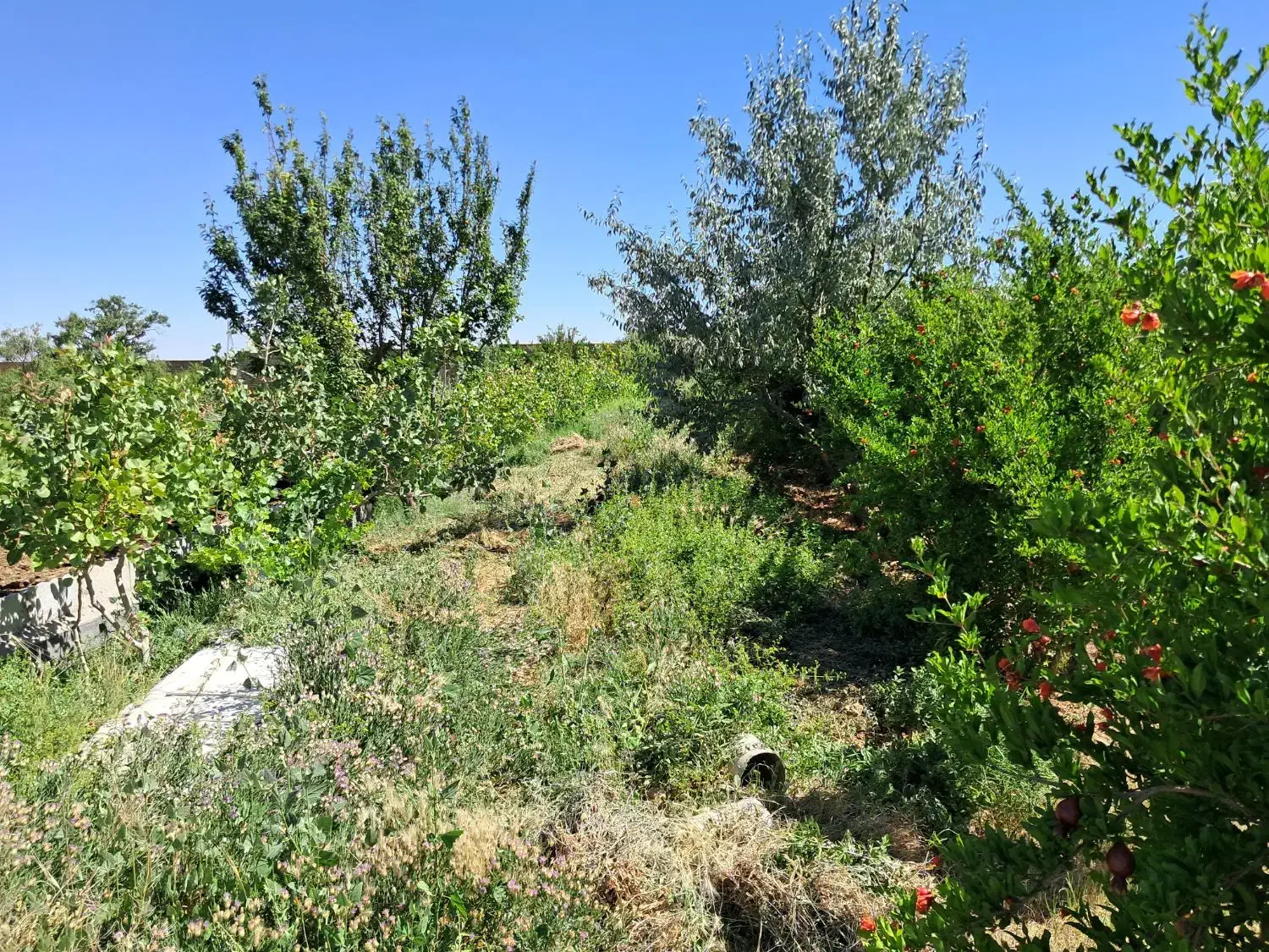 تهاتر باغ مثمر میوه با آپارتمان|فروش دفتر صنعتی، کشاورزی، تجاری|زاویه, |دیوار