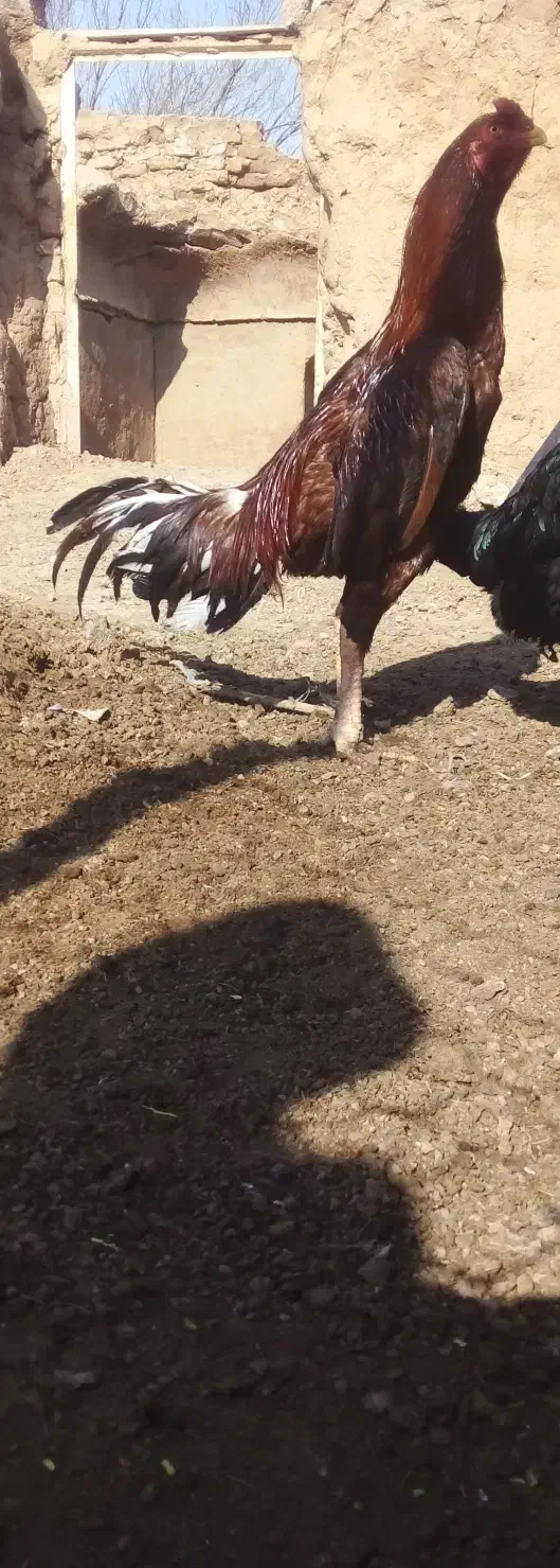 خروس لاری|حیوانات مزرعه|مشهد, امام رضا (ع)|دیوار