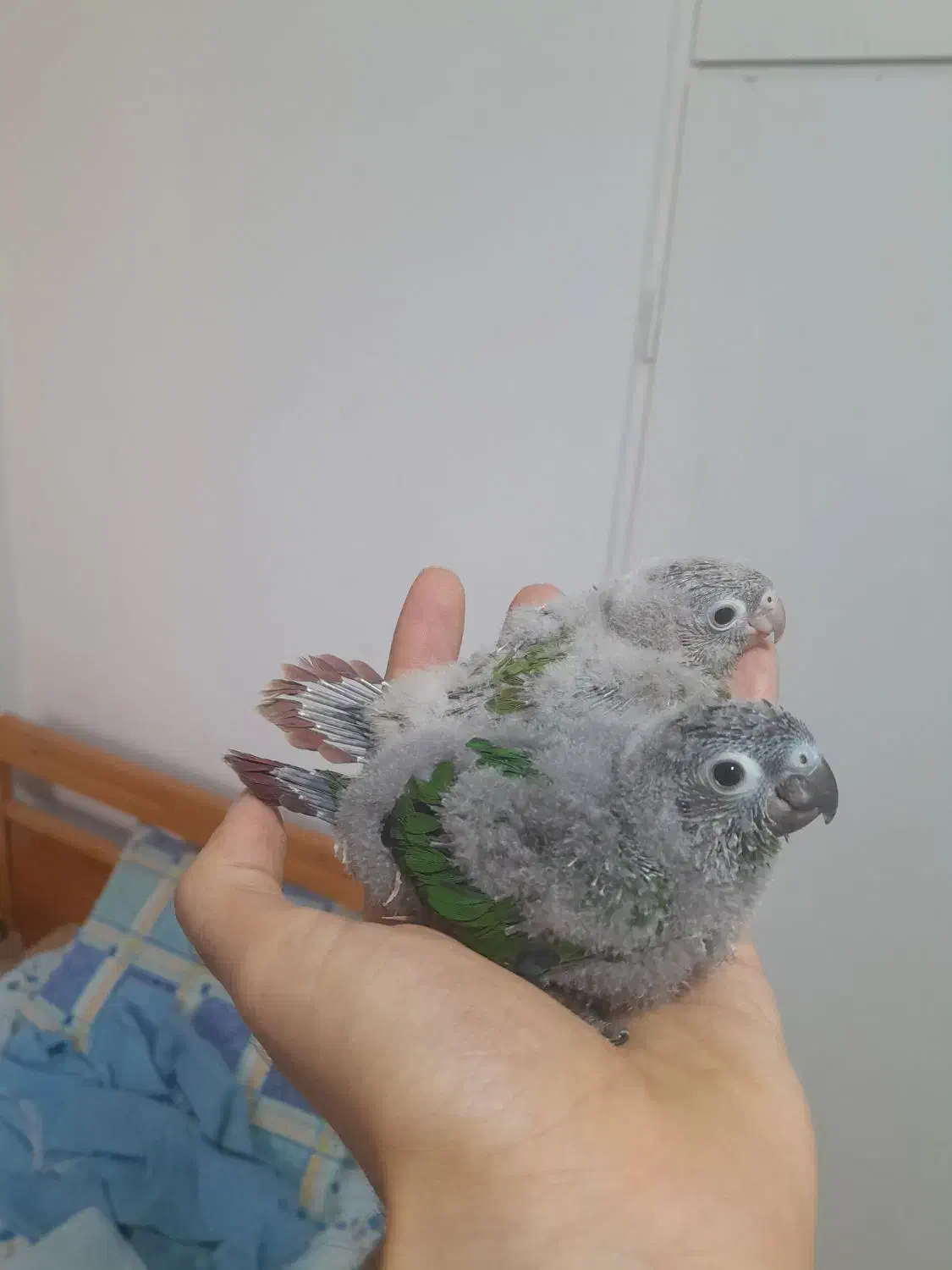 طوطی گرینچیک های سرلاکی  رد و اکستریم و دبل رد|پرنده|قائم‌شهر, |دیوار