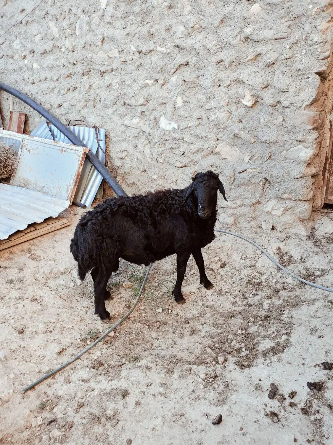 قوچ قره قزل چهار دندان زغالی افشار|حیوانات مزرعه|زنجان, |دیوار