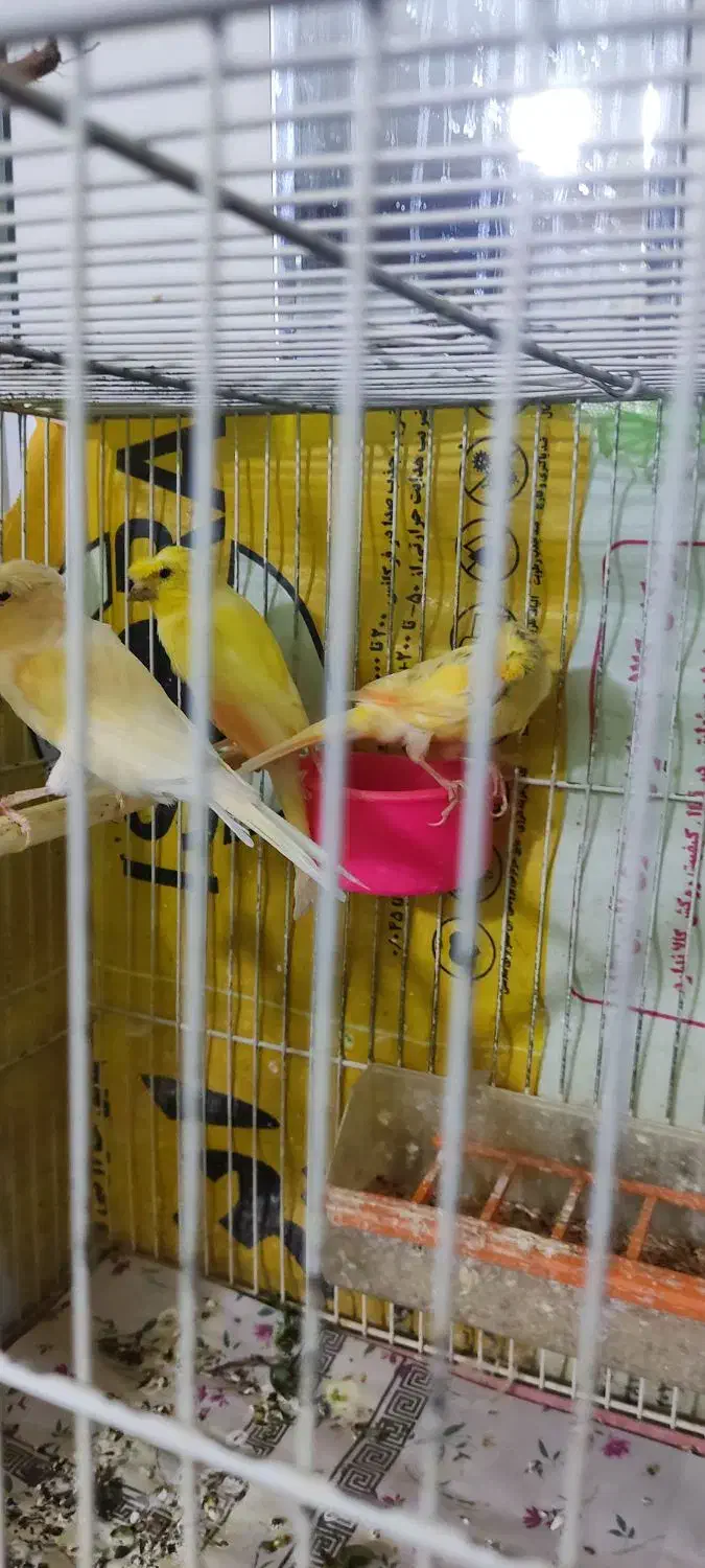 قناری نر|پرنده|مشهد, شهید قربانی|دیوار