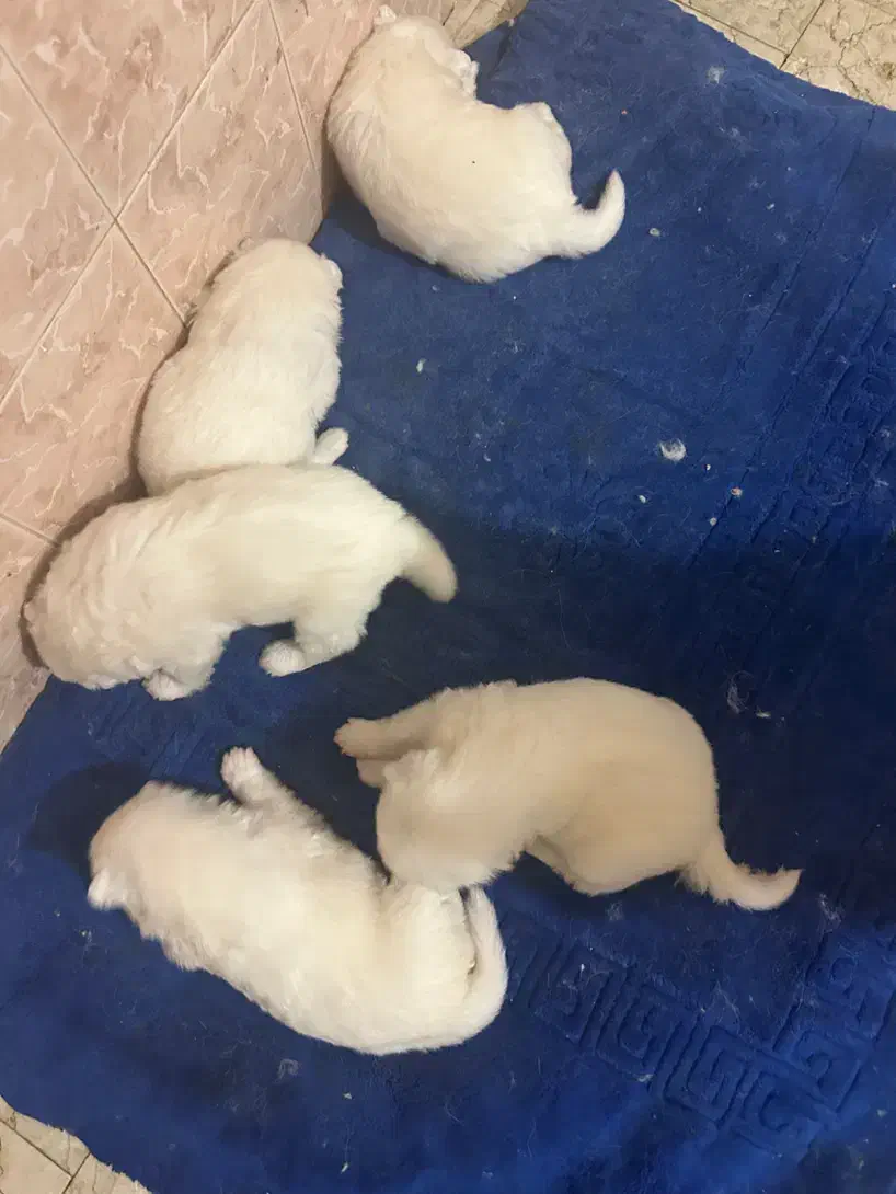 واگزاری توله سامویید|سگ|بومهن, |دیوار