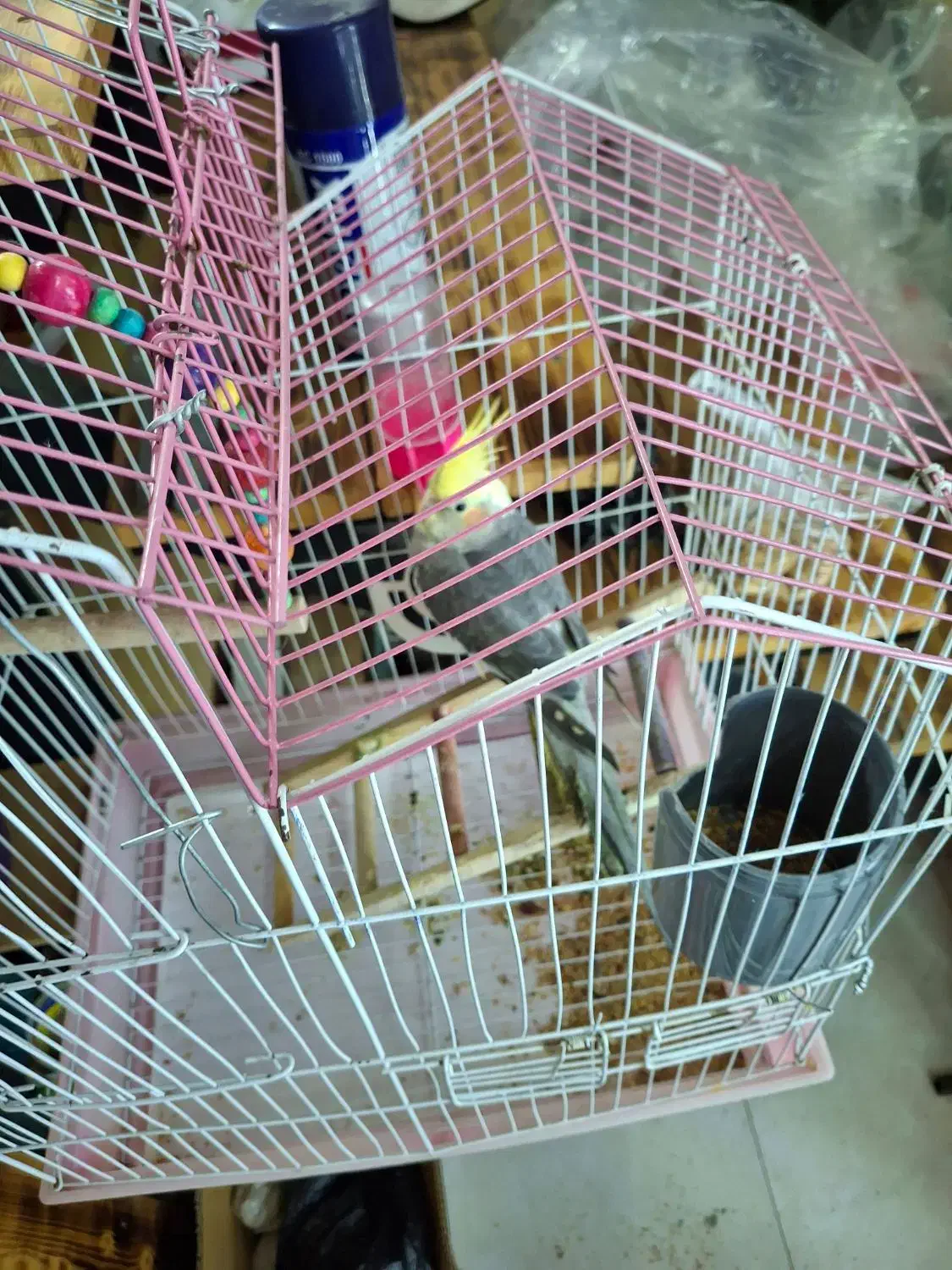 عروس هلندی|پرنده|سیاهکل, |دیوار