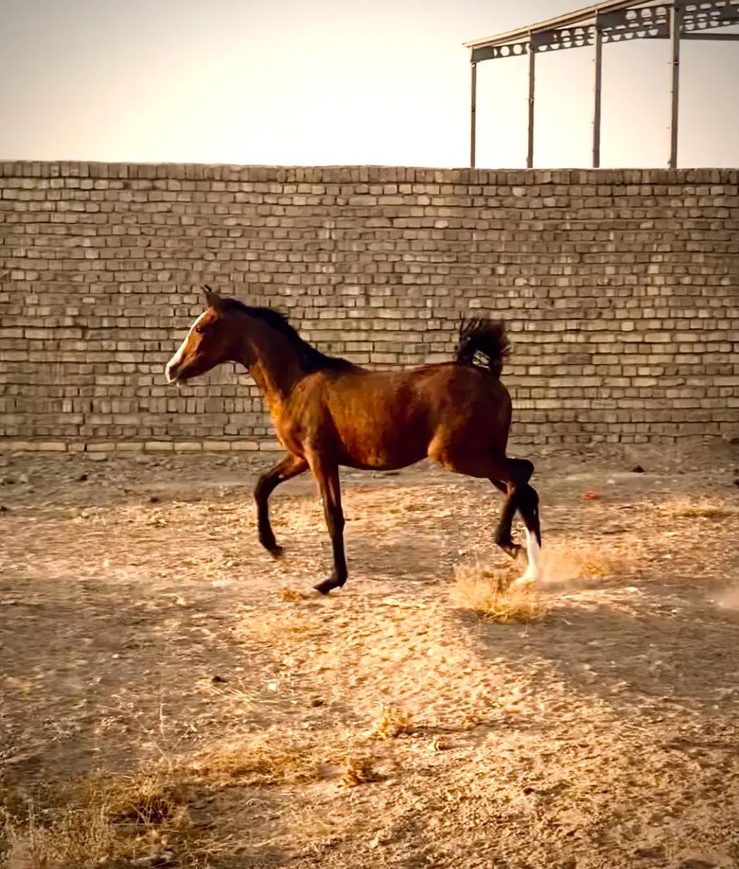 تعلیم و تربیت اسب|اسب و تجهیزات اسبسواری|تهران, حر|دیوار