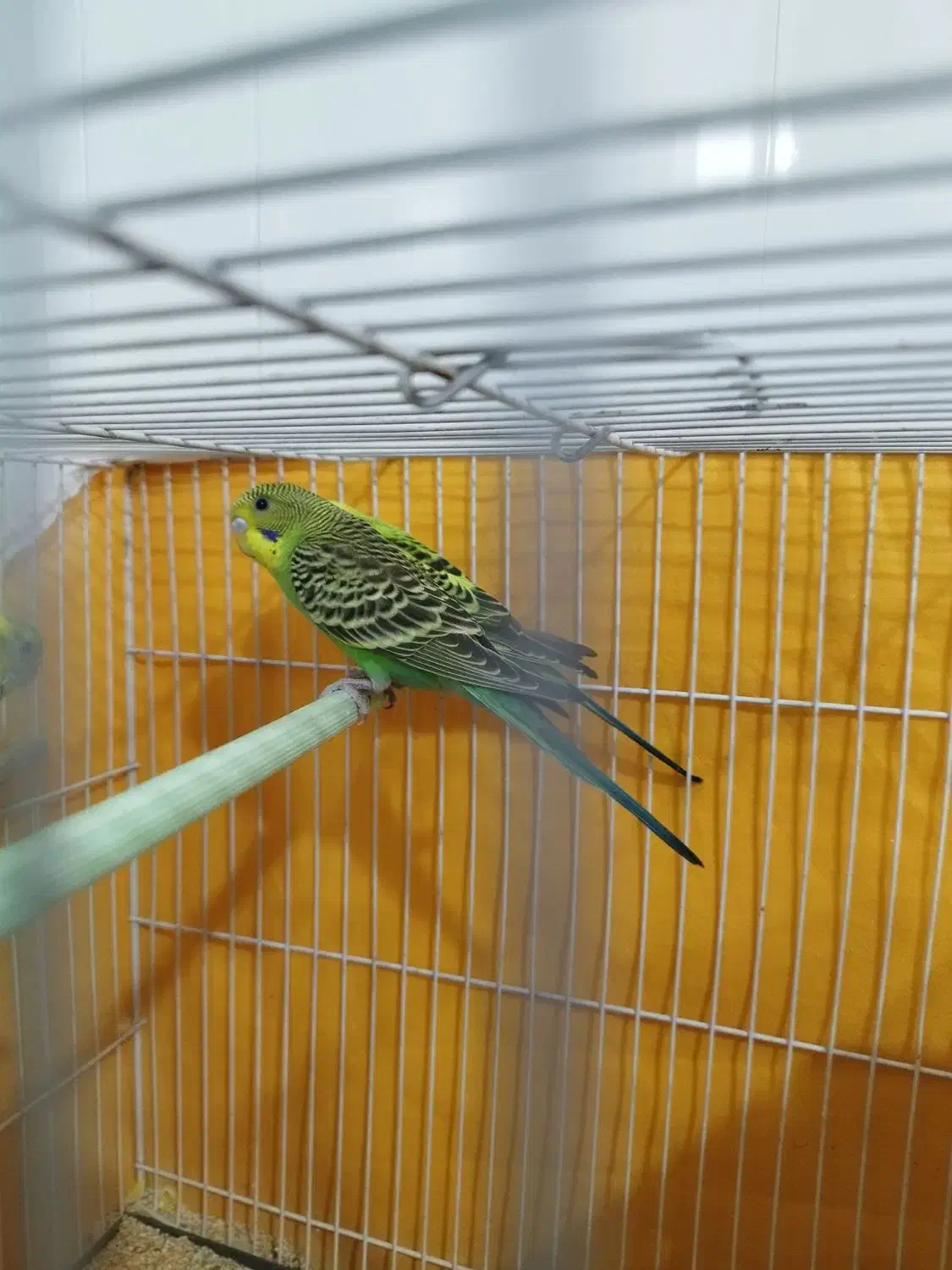 مرغ عشق سبز|پرنده|لنجان, |دیوار