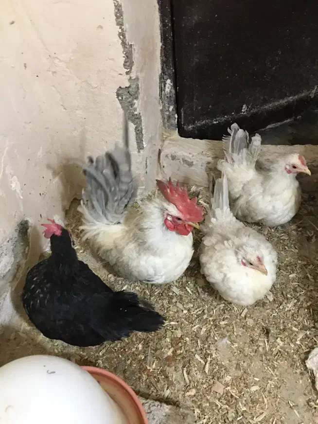 جاپنیز|حیوانات مزرعه|ارومیه, |دیوار