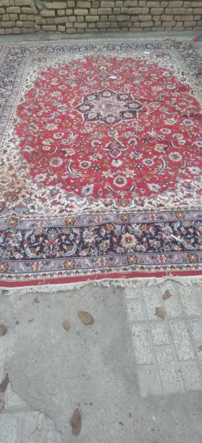 قالی|فرش|بجنورد, |دیوار