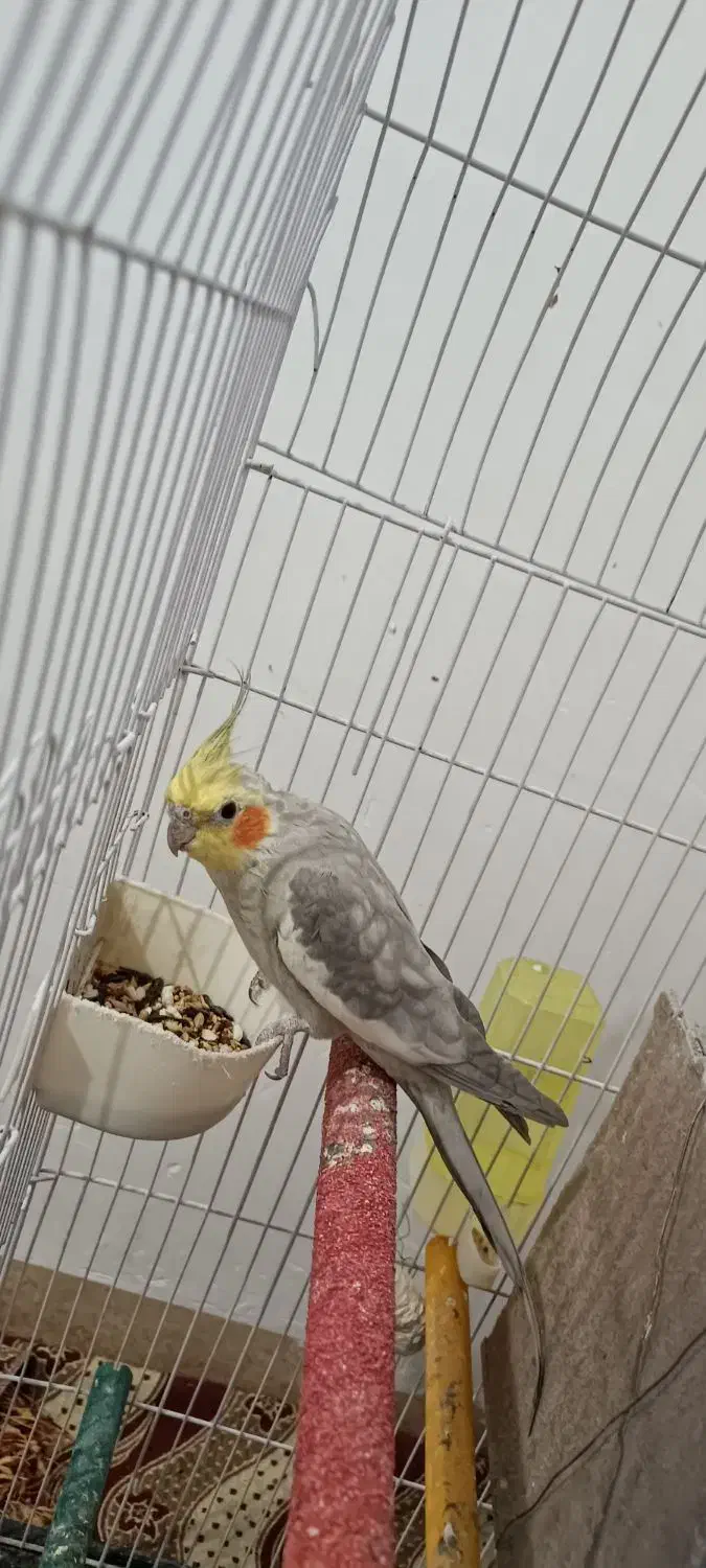 عروس هلندی|پرنده|دهلران, |دیوار