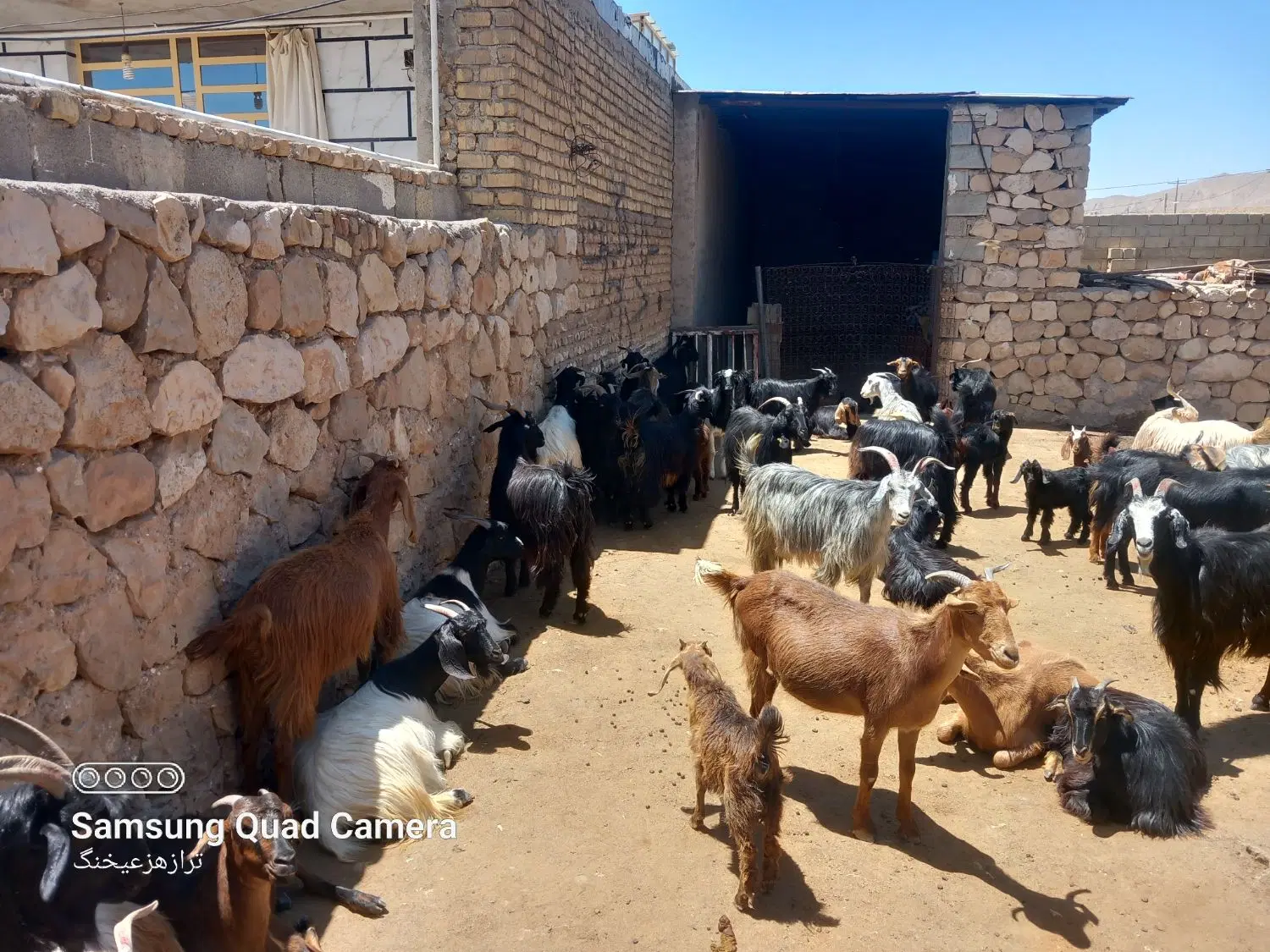 بز جوان|حیوانات مزرعه|کوهنجان, |دیوار