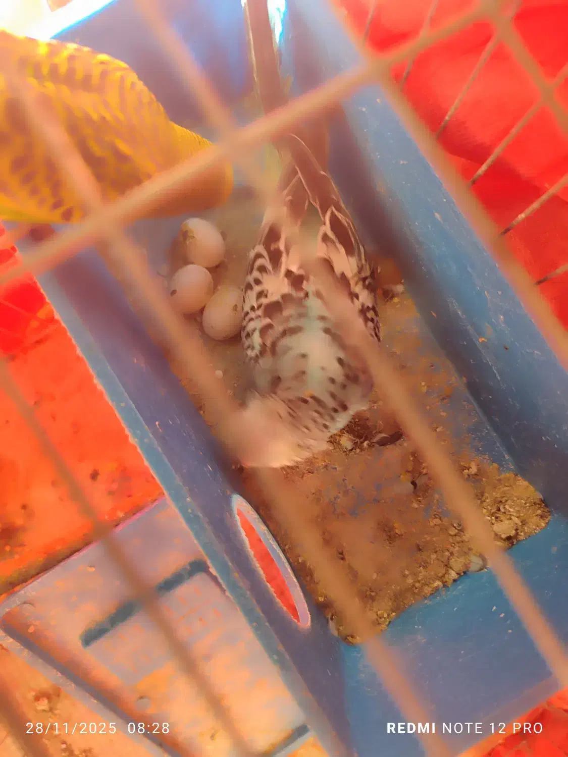 یک جفت مرغ عشق خوشگل قشنگ|پرنده|شیراز, کرونی(خاتونک)|دیوار