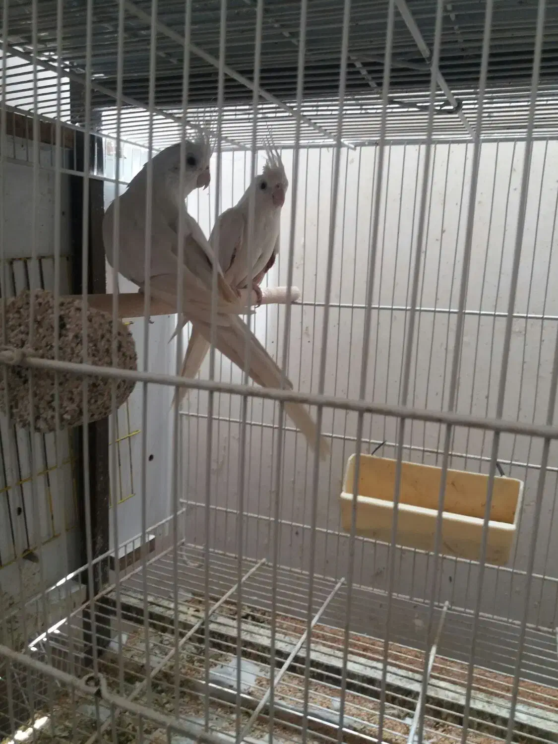 عروس هلندی لوتینو والبینو  فروشی|پرنده|تربت جام, مطهری|دیوار